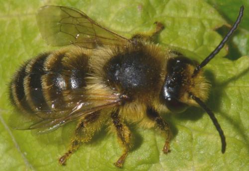 Melitta sp.